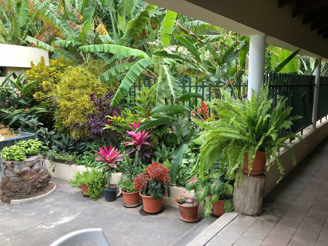 Ribeira Grande Country House Cha de Arroz Zewnętrze zdjęcie